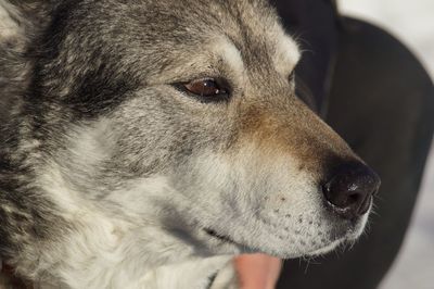 Close-up of dog huskie