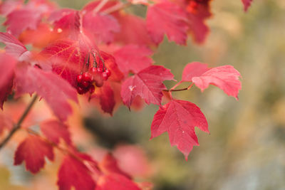 Close-up of red flowering plant during autumn