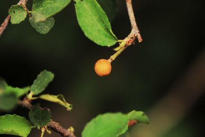 Close-up of fruits on tree