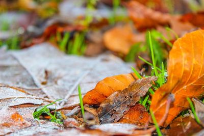 Close-up of orange leaves on plant during autumn