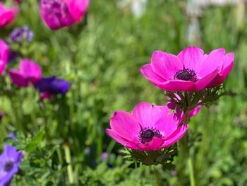 Close-up of pink flowering plant