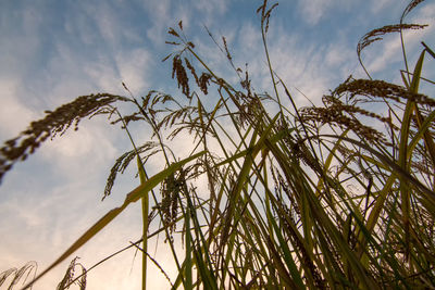 Low angle view of stalks against sky