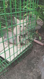 High angle view of cat in cage