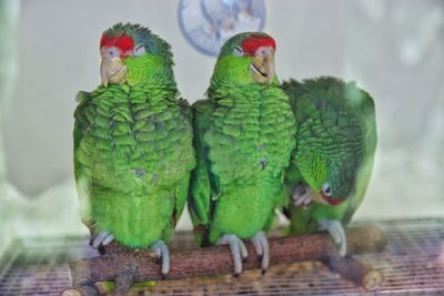 Close-up of parrots perching on wood