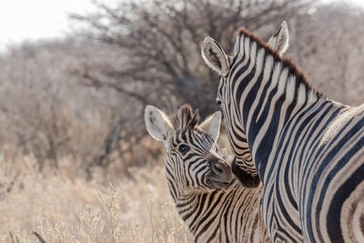 Zebras in a field