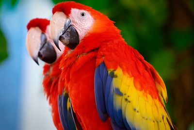 Close-up of parrot