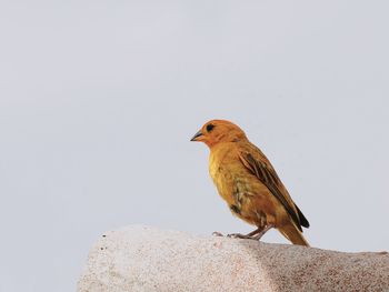 Close-up of bird perching on rock against clear sky