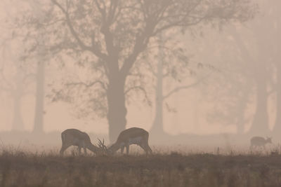 Horses in a field