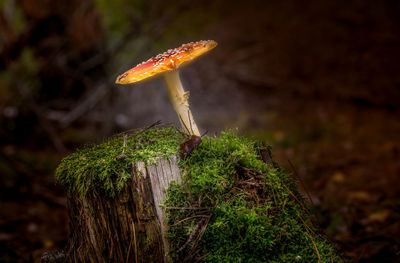 Close-up of mushroom growing on wood in forest