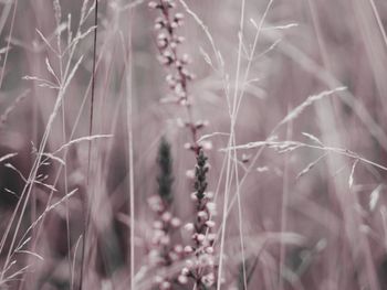 Close-up of plants