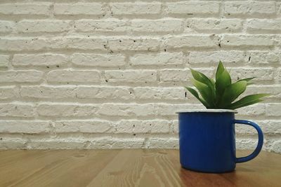 Close-up of potted plant