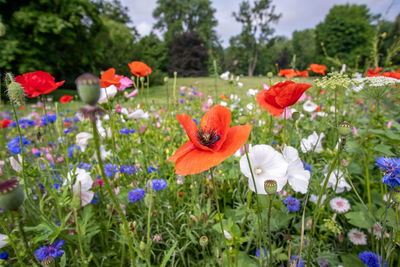 Close-up of poppy flowers on field