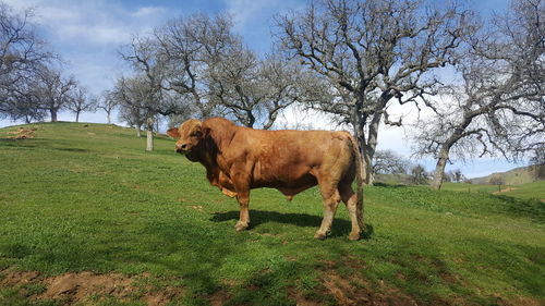 Cow on grassy field against trees