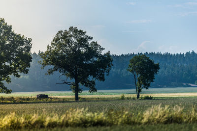 Scenic view of grassy field against sky