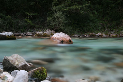 Rocks by river in forest