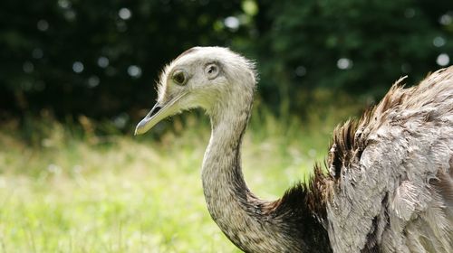 Close-up of bird