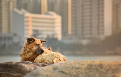 Dog sitting in a city