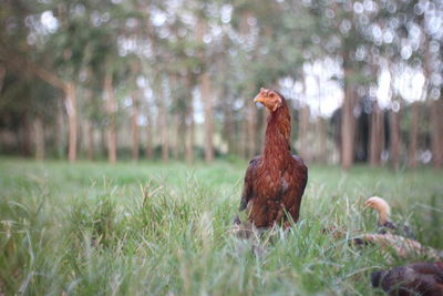 View of a bird on land