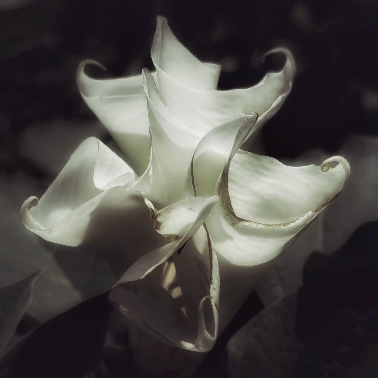 CLOSE-UP OF WHITE ROSE PLANT