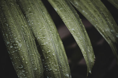 Full frame shot of water drops on leaf