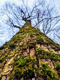 Low angle view of tree against sky