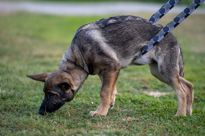 Side view of a dog on field