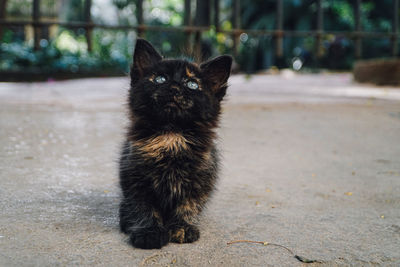 Portrait of black cat sitting outdoors