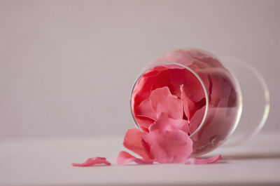 Close-up of pink flower on table against white background