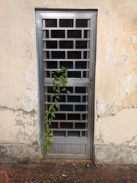 Potted plants on wall of building