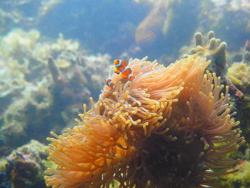 Close-up of fish swimming in sea