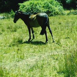 Horse grazing on grassy field