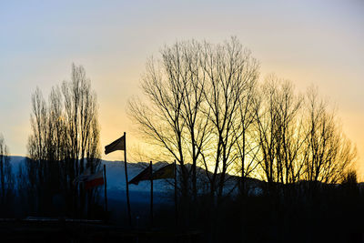 Silhouette of trees at sunset