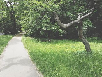 Trees growing in park