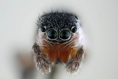 Extreme close-up of jumping spider