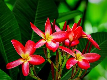 Close-up of red flowers