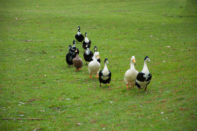 Ducks on field