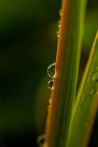 Close-up of water drops on grass