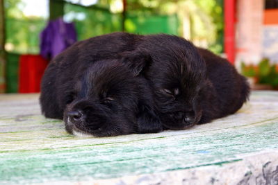 Close-up of a dog