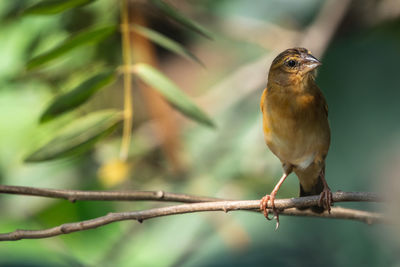 Close-up of bird perching on branch