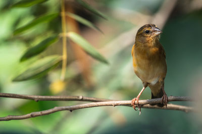 Close-up of bird perching on branch