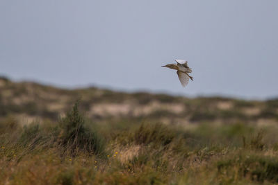 Bird flying over a field
