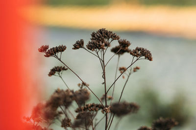 Close-up of plant against sky