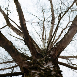 Low angle view of bare tree against sky