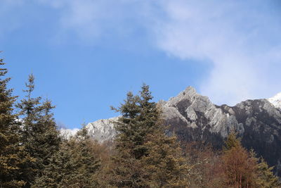 Low angle view of trees on mountain against sky