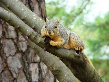 Close-up of squirrel on tree