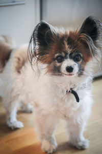 Portrait of dog sticking out tongue at home