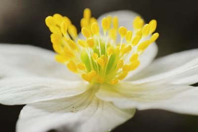 Close-up of white flower