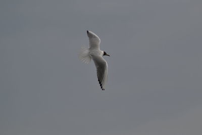 Low angle view of seagull flying against clear sky