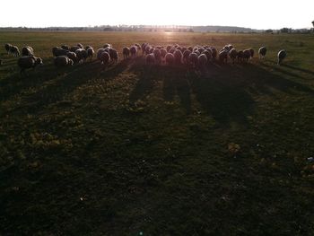 View of sheep on field