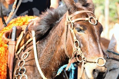 Close-up of a horse